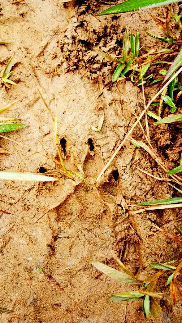 ಕೈಕಾಡು ಗ್ರಾಮದಲ್ಲಿ ಚಿರತೆ ಹೆಜ್ಜೆ ಗುರುತು ಪತ್ತೆ: ಗ್ರಾಮಸ್ಥರಲ್ಲಿ ಆತಂಕ